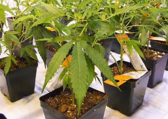 Cannabis Shows Potential For Treating PTSD Cannabis Shows Potential For Treating PTSD